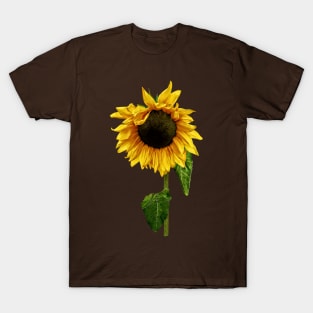 Sunflowers - Sunflower With Peakaboo Bangs T-Shirt